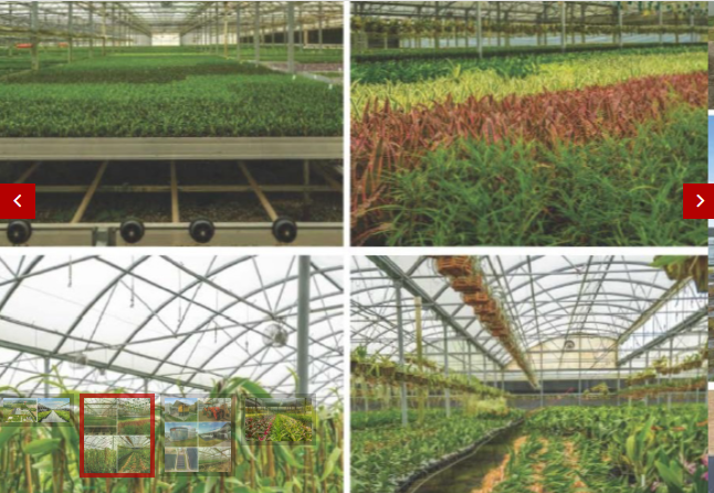 Commercial/Sale/South Florida Nursery